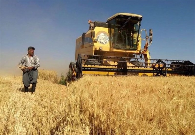 پرداخت مطالبات گندم‌کاران استان مرکزی