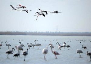 تالاب میقان اراک در مسیر ثبت جهانی